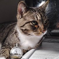 Oliver's Pavilion (@oliverspavilion) 's Twitter Profile