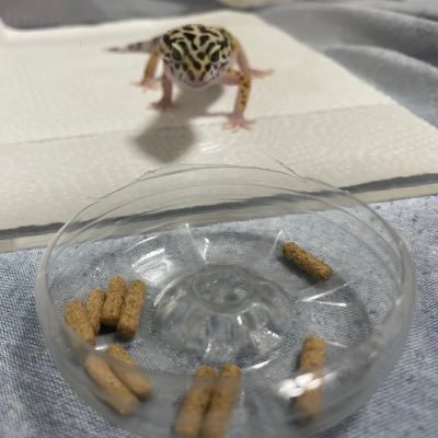 0I4JD1fzgd75266's profile picture. 自己紹介　アルカルです！好きな魚種はカムルチー！日淡を基本に魚大好き！爬虫類も！！真釣さん大好き！！前のアカウントフォローされてたのにアカウント消えての悲しすぎる