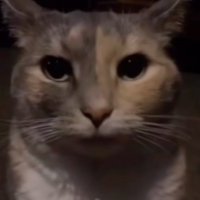 TragXO (@cursedcomment5) 's Twitter Profile
