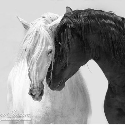 asoomkabe's profile picture. تخصص علوم حاسب آلي .. مهتمه بالتقنية والمواقع الالكترونية. .. Majoring in computer science, interested in technology and websites