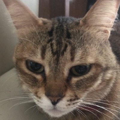 kensyougroudhia's profile picture. 