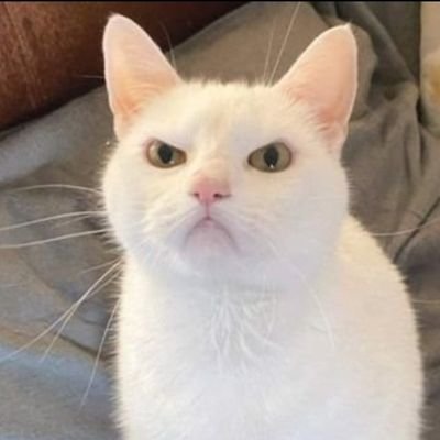 gulgec263472's profile picture. kedi sever.