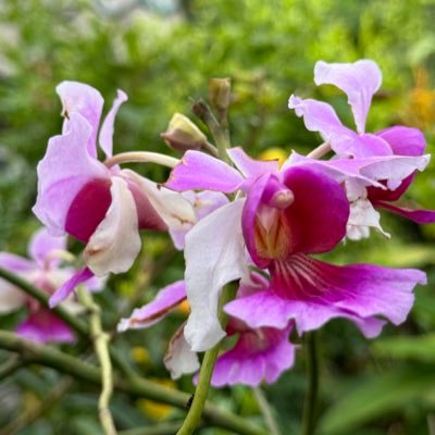 LuisJCaballeroA's profile picture. LGBTIQ+ global activist