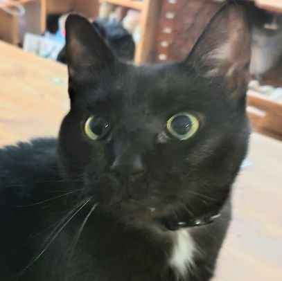 nekotaninekota's profile picture. 