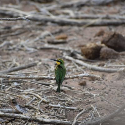 _gregshark's profile picture. 🐆🐆🦅🦅 Wildlife enthusiast