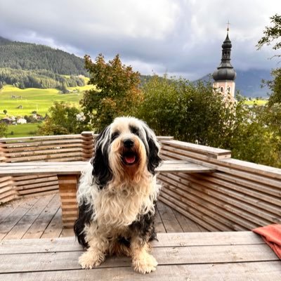 Ich bin ein Tibet Terrier aus Thüringen. Ich liebe Sofas, Futter, Matschpfützen und meine Menschen ❤️ Flauschbär von @TinaJanke3 und @ChrischiEFZM