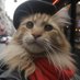 Wild Whiskers (@wildwhiskers0) Twitter profile photo Wild Whiskers (@wildwhiskers0) Twitter profile photo