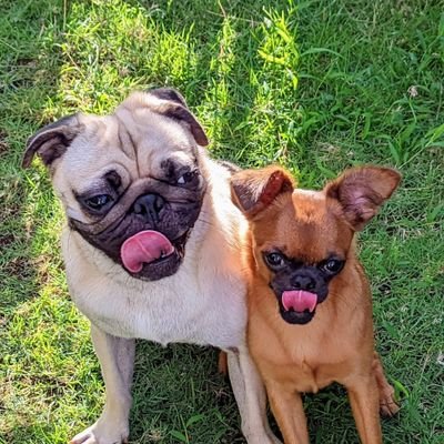 runtabino's profile picture. パグのルンタ（2020.1.23-♂）とプチ・ブラバンソンのビノ（2021.12.3-♂）