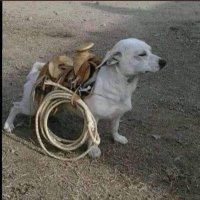 cowboyzac (@joeystaysmackin) 's Twitter Profile