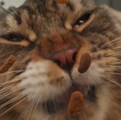 anoisbadatstuff's profile picture. 