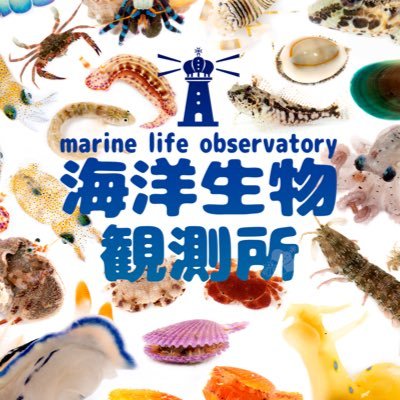 ■海で観察した海洋生物の写真/漫画を投稿してます。 ■漫画の原案@K_TheHermit 作画@Indonesiaongaku ※内容はフィクションです。現実世界のルールを遵守して海遊びをしましょう。