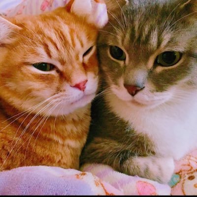 職業YouTuberであり、9社/専属肝臓10,000人超日本最大肝臓機構の1カラット管理/配布アカウントを管理している。私はLINEで振り替えるhttps://t.co/vpnL7kzZvi
