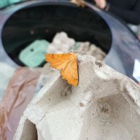 Butterflies and Moths NI (@bfliesmothsni) 's Twitter Profile Photo Butterflies and Moths NI (@bfliesmothsni) 's Twitter Profile Photo