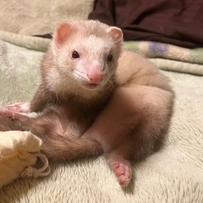 Me1230Sora's profile picture. 自由気ままに #映画 #ドラマ #アニメ #ドキュメンタリー #音楽 #動物 ( #フェレット ♂4歳) フォロバ99.9% #動物好きと繋がりたい #映画好きと繋がりたい FilmaksID→SORA92