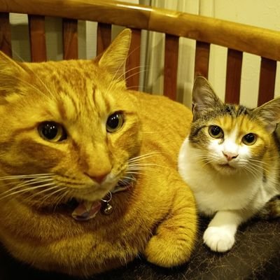 ジョギングが趣味のアラフォーです! フルマラソンpb 4時間8分を更新できるよう走っております。サブ4が目標になりました! ナマズ釣りもしております👍