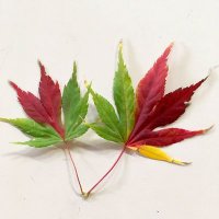 五百 (@mallow) 's Twitter Profile