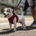 Animal Protection Foundation (@animalprot6) Twitter profile photo Animal Protection Foundation (@animalprot6) Twitter profile photo