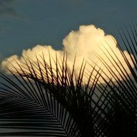 ☁︎ (@ninennea) 's Twitter Profile