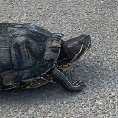 shukichi888kabu's profile picture. 株でFIREをめざすアラフォー投資日記/2012年〜投信/2023年〜高配当株/2024年〜スイング・デイ