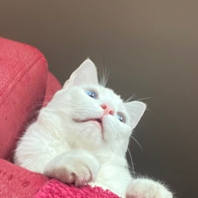 paaularochaa__'s profile picture. 🫣🫣🫣