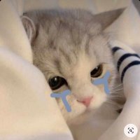 lily_ (@lily_____y) 's Twitter Profile