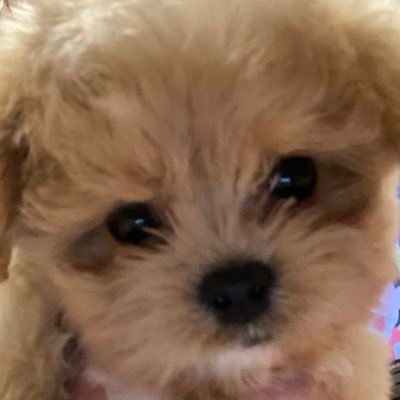 Bobu__buu's profile picture. 🍼2024.6.22🍼(♂)トイプードル×ペキニーズのMIX🐻#ボブとの映えない奮闘記📓 👩🏻‍🦰👩🏻👧🏻🧒🏻🐻