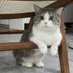 小🐠貓 (@smallfishcat0) Twitter profile photo 小🐠貓 (@smallfishcat0) Twitter profile photo