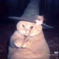 schnitzel (@figthingsw) 's Twitter Profile