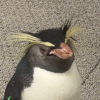 たま吉(・Θ・) (@tama_penguins) 's Twitter Profile