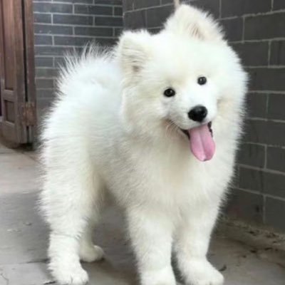 xihuanxiaogo's profile picture. 恋爱中
