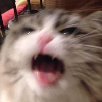 Mal (@_fluffydreams_) 's Twitter Profile