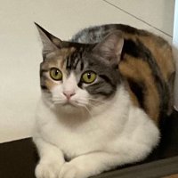 白茸籁 (@lnhu250853) 's Twitter Profile Photo