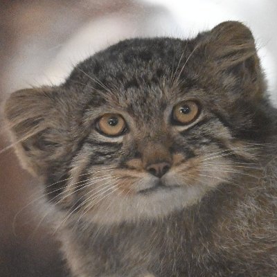 juliendtimes's profile picture. a million billion