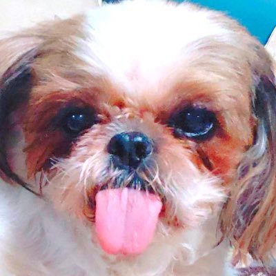 zegezege12's profile picture. ホビーとか。個人的な趣味でゾイド、ぬいぐるみを時々制作。