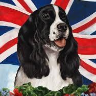 Bobby Spaniel (@bobbythespanie1) 's Twitter Profile Photo Bobby Spaniel (@bobbythespanie1) 's Twitter Profile Photo