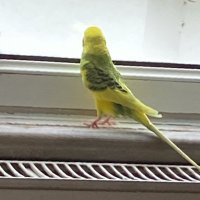 minikkuscuks (@minikkuscuks) Twitter profile photo