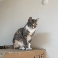 eda (@qaelin_) Twitter profile photo