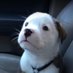 Buck (@buckthepupsol) Twitter profile photo Buck (@buckthepupsol) Twitter profile photo