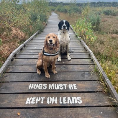Chief & Apprentice Canine Officers of @BlackDogCompany. Nephew & Great Grand Nephew of @NortyLucy… which probably explains a lot 🙊