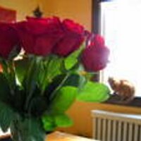 Stephanie Waite (@stephaniewaite3) 's Twitter Profile