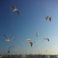 sevil cenanoğlu (@sevilcenan) Twitter profile photo