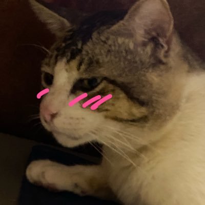 juankeneto's profile picture. catdog papa