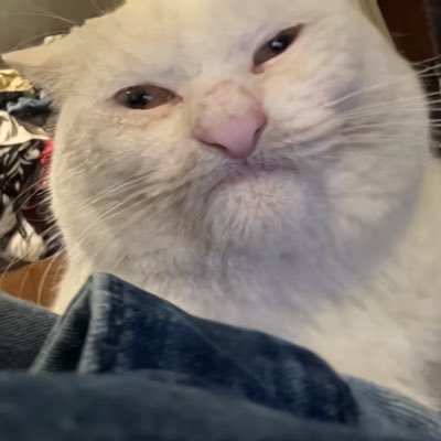 lcoochi3's profile picture. 