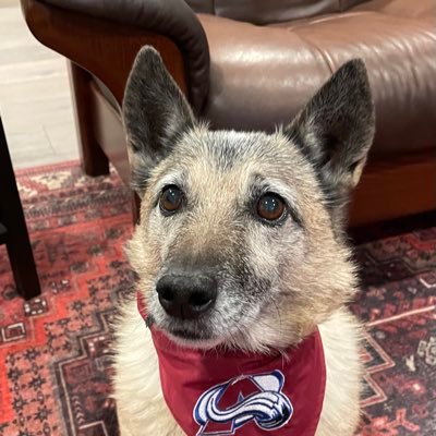 Parker Angel: RIP 2010-2023❤️ and Phoebe is a tiny 12yo mix girl with a PhD in Phun. CKD warrior.. #Ruffriderz *We don’t follow un-vetted accounts.