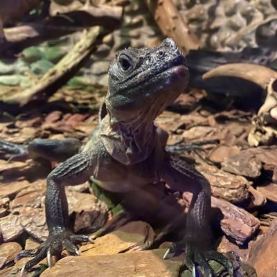 Songlcy's profile picture. 