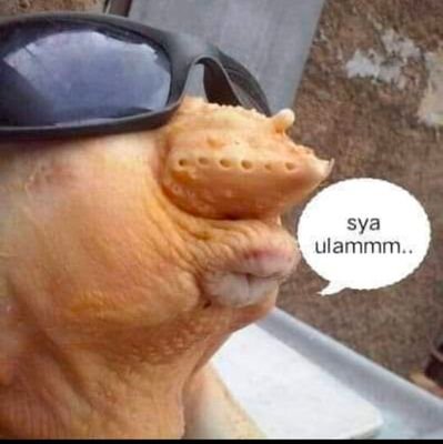 RozalighS's profile picture. 