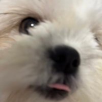 シーズーペコ🐶 (@3150sakura315) 's Twitter Profile