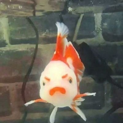 minjoonrealwife's profile picture. .˚ ₍🍼₎ I love my boys more than anything in the whole world!! @BTS_twt 🍰 