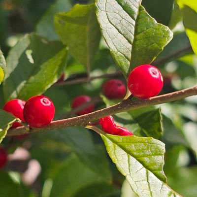 Knowllwood2's profile picture. 