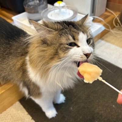 Miz__L's profile picture. カジュアル参加来た人フォロー送ります